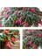 Videolu 1 Adet Kırmızı Renk Yılbaşı Çiçeği 20-30 cm Saksılı Çiçekli Bodur Schlumbergera Truncata 1
