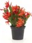 Videolu 1 Adet Kırmızı Renk Yılbaşı Çiçeği 20-30 cm Saksılı Çiçekli Bodur Schlumbergera Truncata 2