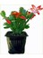 Videolu 1 Adet Kırmızı Renk Yılbaşı Çiçeği 20-30 cm Saksılı Çiçekli Bodur Schlumbergera Truncata 3