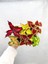 Videolu 6'lı Karışık Mini Yaprak Güzeli Çiçeği 10-15 cm Tüplü Çiçekli Plectranthus Scutellarioides 1