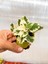 Videolu 1 Adet Adaçayı Kokulu Sukulent Beyaz Alacalı 10-15 cm Saksılı Çiçekli Bodur Succulent 1