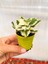 Videolu 1 Adet Adaçayı Kokulu Sukulent Beyaz Alacalı 10-15 cm Saksılı Çiçekli Bodur Succulent 2