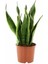 Videolu 1 Adet Kılıç Çiçeği Fidanı 40-60 cm Saksılı Çiçekli Bodur Bitkiler Gladiolus 1