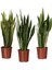 Videolu 1 Adet Kılıç Çiçeği Fidanı 40-60 cm Saksılı Çiçekli Bodur Bitkiler Gladiolus 3