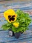 Videolu Sarı Hercai Çiçeği (5 15 cm)10 Adet Çiçekli Bahçe Bitkisi Viola Tricolor Var. Hortensis 1
