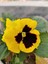 Videolu Sarı Hercai Çiçeği (5 15 cm)10 Adet Çiçekli Bahçe Bitkisi Viola Tricolor Var. Hortensis 2