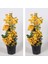 Videolu 2 Adet Sarı Renk Begonvil Çiçeği 30-40 cm Saksılı Çiçekli Bodur Bitkiler "bougainvillea" 1