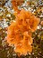 Videolu 2 Adet Sarı Renk Begonvil Çiçeği 30-40 cm Saksılı Çiçekli Bodur Bitkiler "bougainvillea" 3