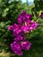 Videolu 1 Adet Pembe Renk Begonvil Çiçeği (10 15 cm) Saksılı Çiçekli Bodur Bitkiler Bougainvillea 1