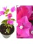 Videolu 1 Adet Pembe Renk Begonvil Çiçeği (10 15 cm) Saksılı Çiçekli Bodur Bitkiler Bougainvillea 2