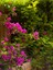 Videolu 1 Adet Pembe Renk Begonvil Çiçeği (10 15 cm) Saksılı Çiçekli Bodur Bitkiler Bougainvillea 3