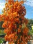 Videolu 1 Adet Turuncu Renk Begonvil Çiçeği (10 15 cm) Saksılı Çiçekli Bodur Bitkiler Bougainvillea 3