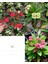Videolu 3'lü(Sarı Kırmızı Pembe) Dikenler Tacı 10-15 cm Saksılı Çiçekli Bodur Bitki Euphorbia Milii 1