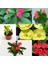 Videolu 3'lü(Sarı Kırmızı Pembe) Dikenler Tacı 10-15 cm Saksılı Çiçekli Bodur Bitki Euphorbia Milii 5