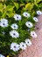 Videolu Beyaz Bodrum Papatyası (30 50 cm)1 Adet Saksılı Osteospermum Fruticosum 3