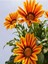 Videolu Turuncu Gazanya (5 15 cm)10 Adet Saksılı/ Tüplü Çiçekli Bodur Bitki Gazania 1