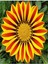 Videolu Turuncu Gazanya (5 15 cm)10 Adet Saksılı/ Tüplü Çiçekli Bodur Bitki Gazania 2