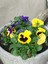 Videolu Sarı Hercai Çiçeği (5 15 cm)10 Adet Çiçekli Bahçe Bitkisi Viola Tricolor Var. Hortensis 3