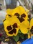 Videolu Sarı Hercai Çiçeği (5 15 cm)10 Adet Çiçekli Bahçe Bitkisi Viola Tricolor Var. Hortensis 4