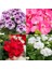 Videolu 3'lü Karışık Renk Sakız Sardunya Çiçeği 20-30 cm Tüplü Çiçekli Bodur Bitkiler Geranium 1