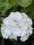 Videolu 3'lü Karışık Renk Sakız Sardunya Çiçeği 20-30 cm Tüplü Çiçekli Bodur Bitkiler Geranium 2