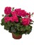 Videolu 3'lü Karışık Renk Sakız Sardunya Çiçeği 20-30 cm Tüplü Çiçekli Bodur Bitkiler Geranium 3