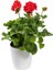 Videolu 3'lü Karışık Renk Sakız Sardunya Çiçeği 20-30 cm Tüplü Çiçekli Bodur Bitkiler Geranium 5