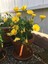 Videolu 1 Adet Sarı Çalı Papatyası Çiçeği 20-30 cm Saksılı Çiçekli Bodur Bitkiler Euryops Pectinatus 2