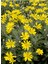 Videolu 1 Adet Sarı Çalı Papatyası Çiçeği 20-30 cm Saksılı Çiçekli Bodur Bitkiler Euryops Pectinatus 3