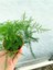 Videolu 1 Adet Mini Tül Kuşkonmazı Çiçeği 5-15 cm Tüplü Çiçekli Bodur Bitkiler Asparagus Setaceus 2
