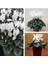 Videolu 1 Adet Beyaz Sıklamen Çiçeği 25-45 cm Saksılı Çiçekli Bodur Bitkiler Whıte Cyclamen 1