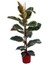 Videolu 1 Adet Alacalı Kauçuk Çiçeği Fidanı 70 - 100 cm Tüplü Çiçekli Bodur Bitkiler Ficus Elastica 1