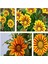 Videolu 10'lu Sarılı Kahverengili Gazanya Çiçeği 20-30 cm Tüplü Çiçekli Bodur Bitkiler Gazania 1