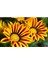 Videolu 10'lu Sarılı Kahverengili Gazanya Çiçeği 20-30 cm Tüplü Çiçekli Bodur Bitkiler Gazania 2