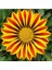 Videolu 10'lu Sarılı Kahverengili Gazanya Çiçeği 20-30 cm Tüplü Çiçekli Bodur Bitkiler Gazania 3
