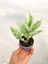 Videolu 1 Adet Beyaz Alacalı Telgraf Çiçeği/sukulent 5-15 cm Çiçekli Bodur Tradescantia Albiflora 2