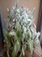 Videolu 1 Adet Beyaz Alacalı Telgraf Çiçeği/sukulent 5-15 cm Çiçekli Bodur Tradescantia Albiflora 3