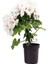 Videolu Beyaz Sardunya (10 30 cm)1 Adet Saksılı Çiçekli Bodur Bitki Geranium 2