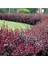 Videolu 1 Adet Berberis Çiti Çiçeği Fidanı 40-60 cm Tüplü Çiçekli Bodur Bitkiler Berberis Vulgaris 2