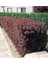Videolu 1 Adet Berberis Çiti Çiçeği Fidanı 40-60 cm Tüplü Çiçekli Bodur Bitkiler Berberis Vulgaris 3