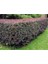Videolu 1 Adet Berberis Çiti Çiçeği Fidanı 40-60 cm Tüplü Çiçekli Bodur Bitkiler Berberis Vulgaris 4