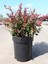 Videolu 1 Adet Berberis Çiti Çiçeği Fidanı 40-60 cm Tüplü Çiçekli Bodur Bitkiler Berberis Vulgaris 5