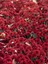 Videolu 2'li Kırmızı Renk Kasımpatı Çiçeği 15-25 cm Saksılı Çiçekli Bodur Bitkiler Chrysanthemum 2
