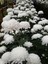 Videolu 1 Adet Beyaz Renk Kasımpatı Çiçeği 15-25 cm Saksılı Çiçekli Bodur Bitkiler Chrysanthemum 1