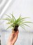 Videolu 1 Adet Mini Kurdele Çiçeği Bitkisi 5-15 cm Saksılı Çiçekli Bodur Bitkiler Chlorophytum 1