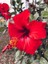 Videolu Kırmızı Japon Gülü (30 50 cm)1 Adet Saksılı Çiçekli Bodur Bitki Hibiscus Rosa-Sinensis 1