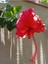 Videolu Kırmızı Japon Gülü (30 50 cm)1 Adet Saksılı Çiçekli Bodur Bitki Hibiscus Rosa-Sinensis 3