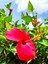 Videolu Kırmızı Japon Gülü (30 50 cm)1 Adet Saksılı Çiçekli Bodur Bitki Hibiscus Rosa-Sinensis 4