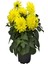 Videolu 1 Adet Sarı Yıldız Çiçeği 20-30 cm Çiçekli Bodur Bitkiler Yellow Dahlıa 2