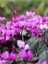 Videolu 1 Adet Mor Sıklamen Çiçeği 15-25 cm Saksılı Çiçekli Bodur Bitkiler Cyclamen 1